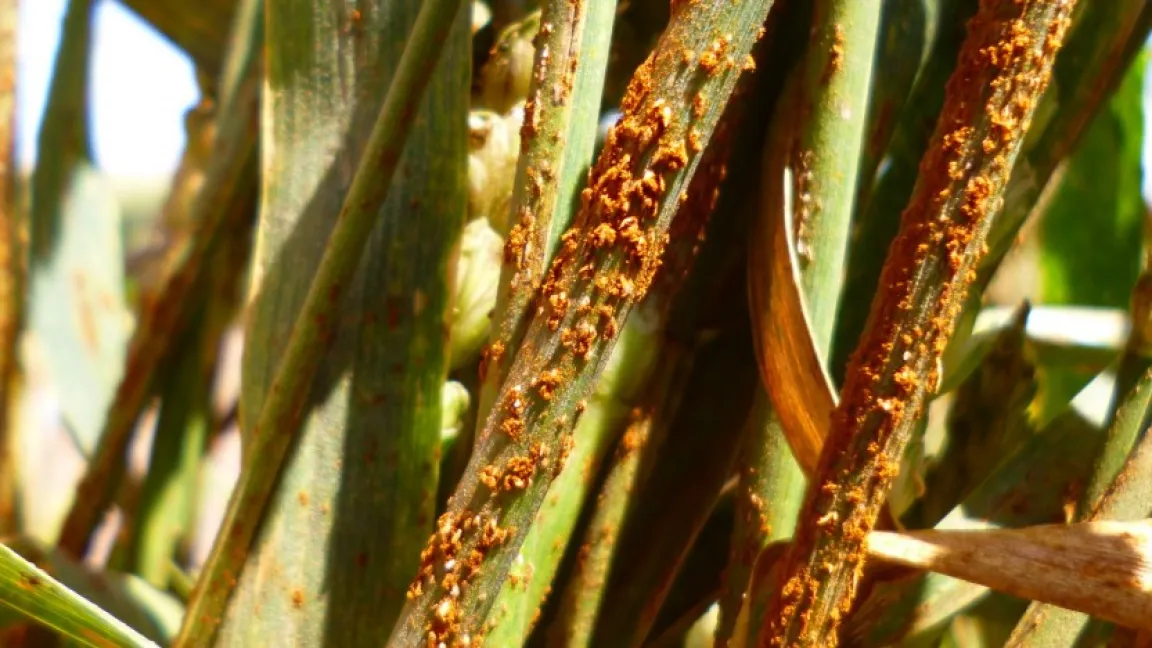 Die Berberitze ist Zwischenwirt für den Getreide-Schwarzrost, der rotbraune Pusteln bildet, sie später schwarz werden. Foto: JKI