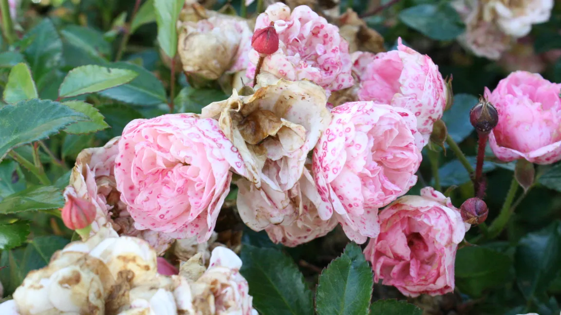 Auch Schäden an Rosen werden im Buch beschrieben, wie hier Grauschimmel an den Blüten. Foto: Heinrich Beltz
