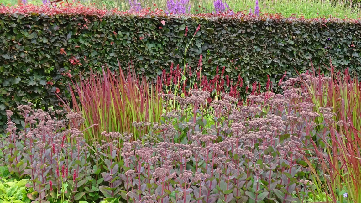 Fetthennen können in ihren fleischigen Blättern viel Wasser speichern. Foto: GMH/Bettina Banse
