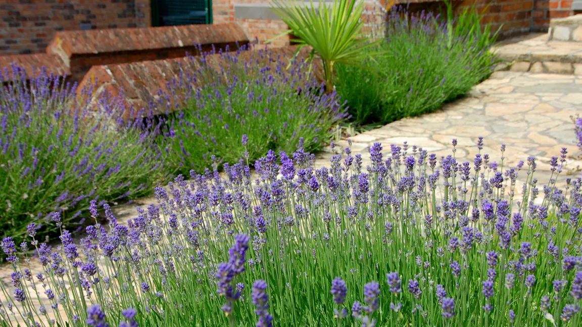 Während Lavendelfelder die Landschaft in der Provence prägen, wird der Halbstrauch hierzulande gerne an Wegrändern gepflanzt. Foto: GMH/Bettina Banse