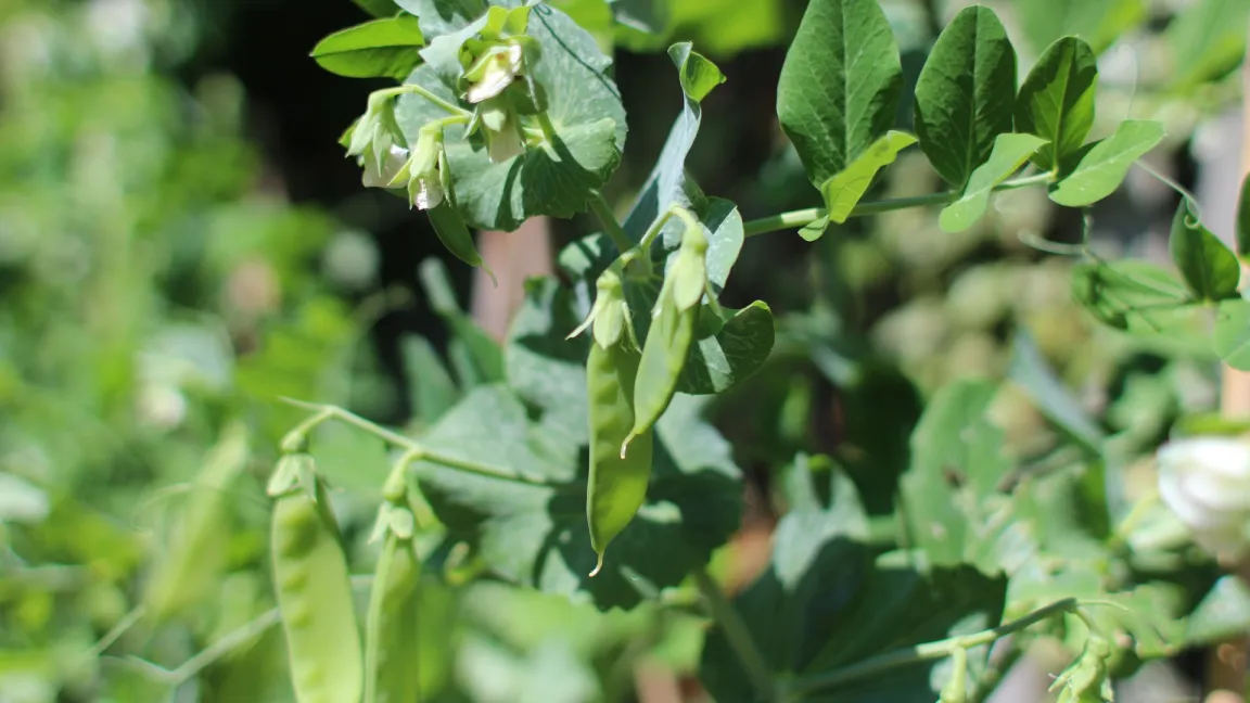 Wenn die Hülsen noch zart und die Samen im Innern klein sind, dann sollte das Gemüse geerntet werden. Foto: Tiffany Kay/Pixabay