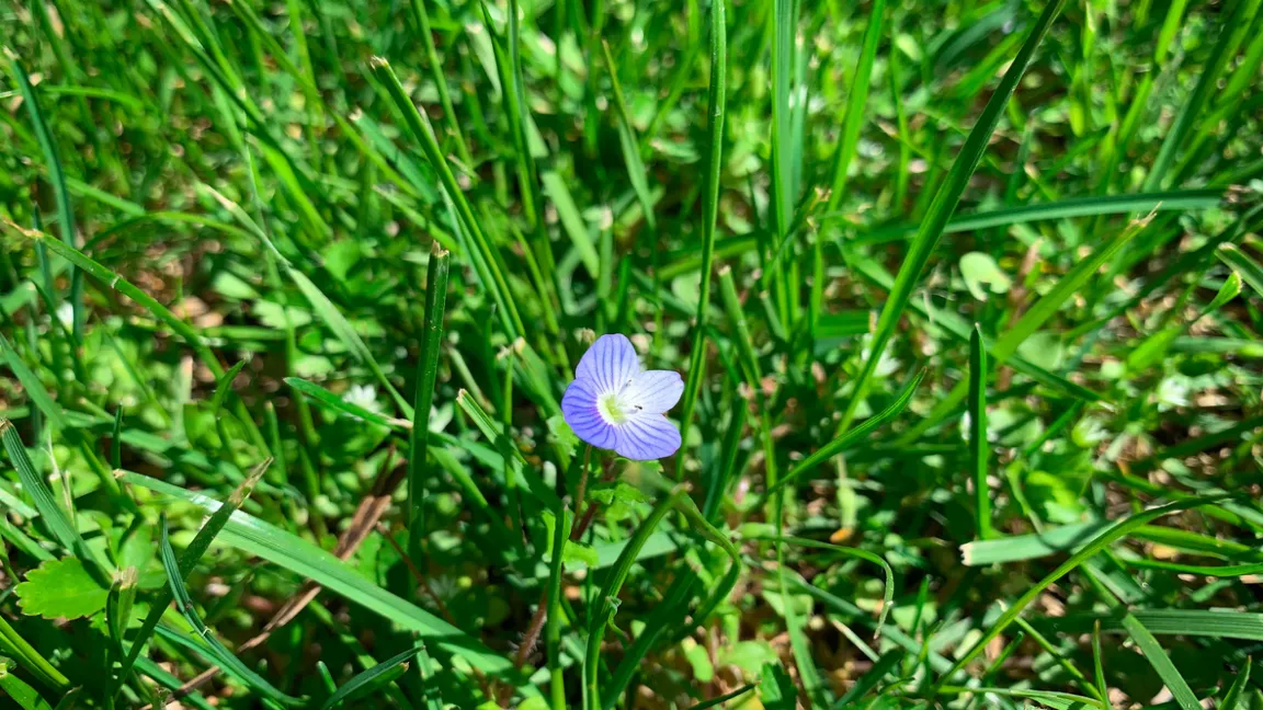 Im Rasen ist das Wildkraut nicht immer willkommen. Foto: iStock