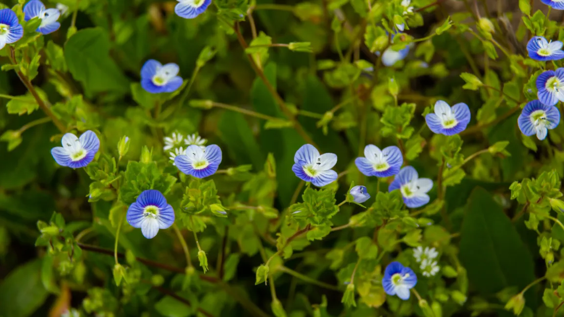 Der Persische Ehrenpreis läutet den Frühling ein. Foto: iStock