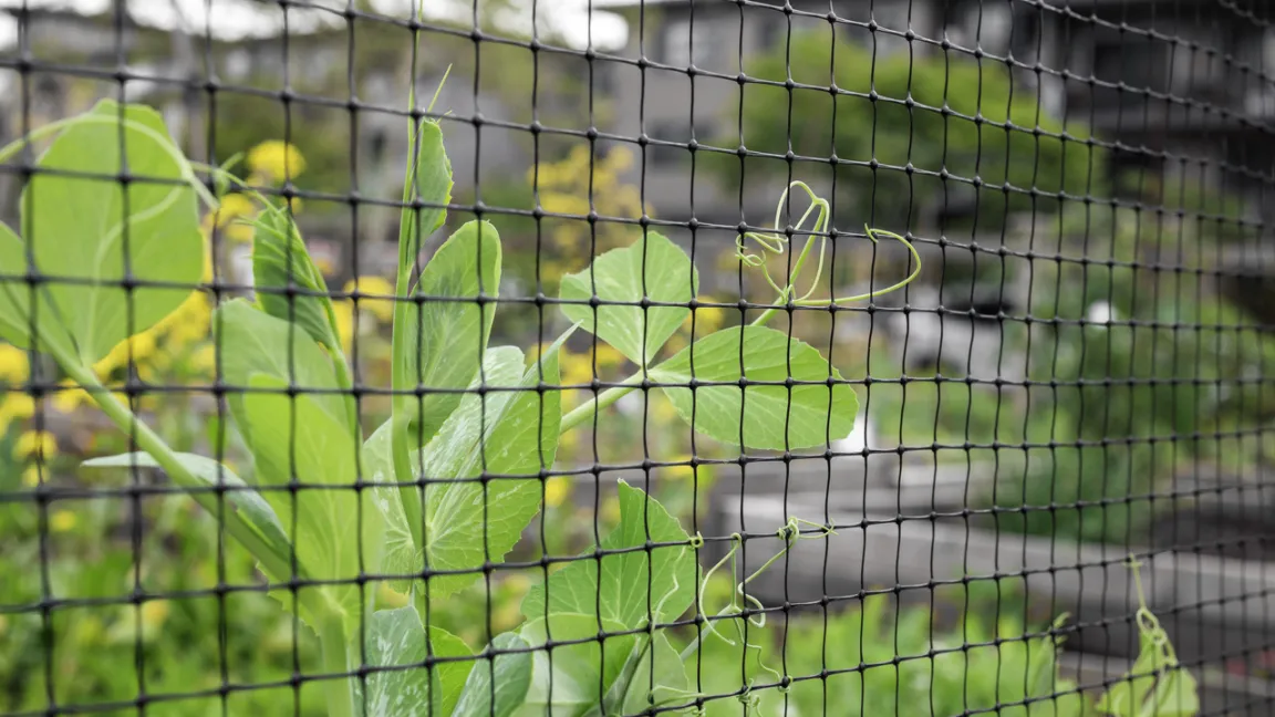 Zuckererbsen nehmen Stützen gerne an. Foto. iStock