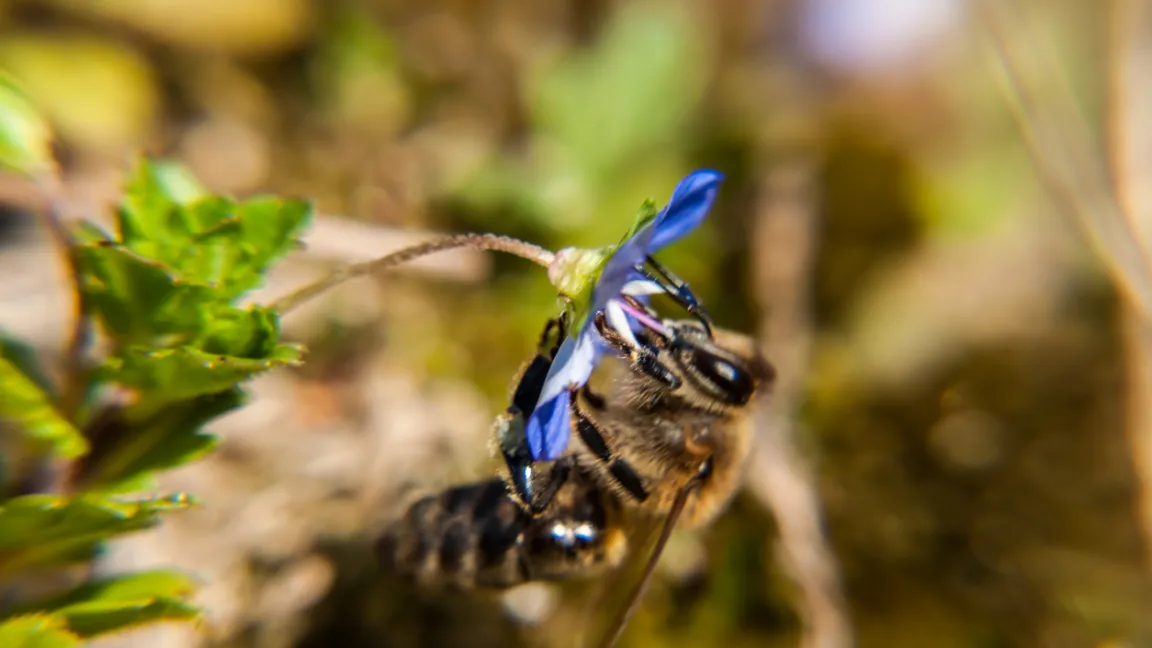 Für Insekten sind die kleinen blauen Blüten eine begehrte Futterquelle. Foto: iStock