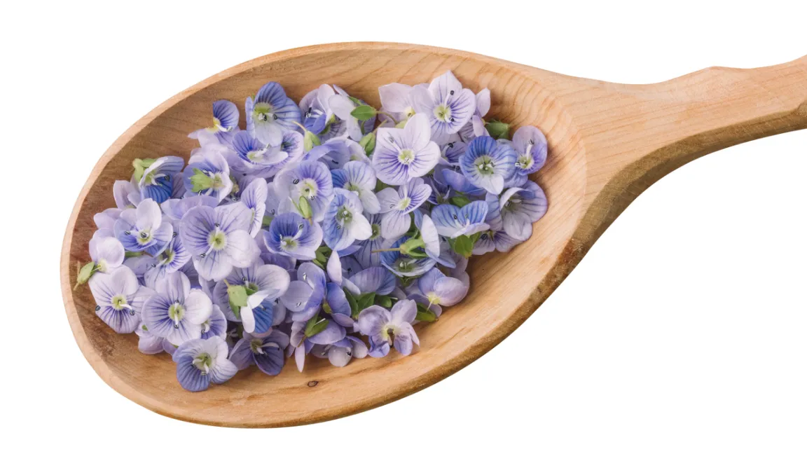 Ehrenpreis-Blüten sind essbar und eignen sich als hübsche Dekoration für Salate und andere Speisen. Foto: iStock