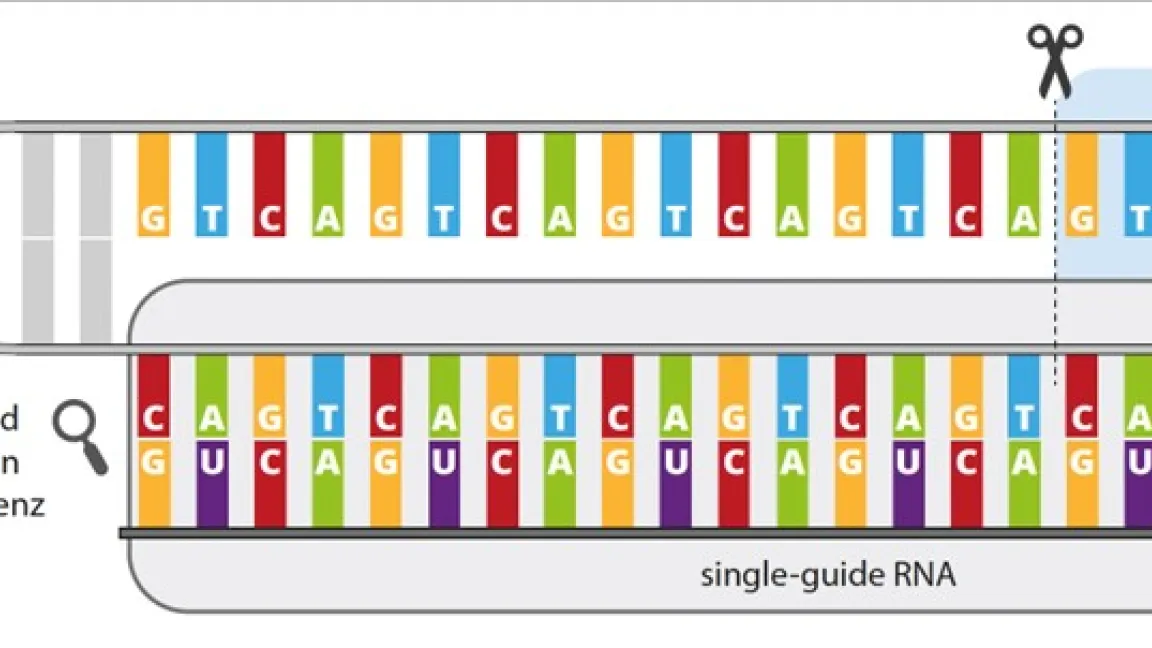 Funktionsprinzip von CRISPR/Cas 9. Bild: Pflanzenforschung.de