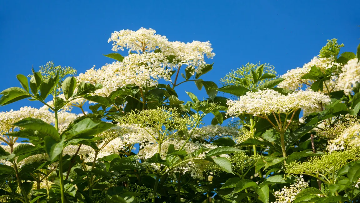 Der Schwarze Holunder ist „Heilpflanze des Jahres 2024“. Foto: Gabriele Hanke/fotografie-pur