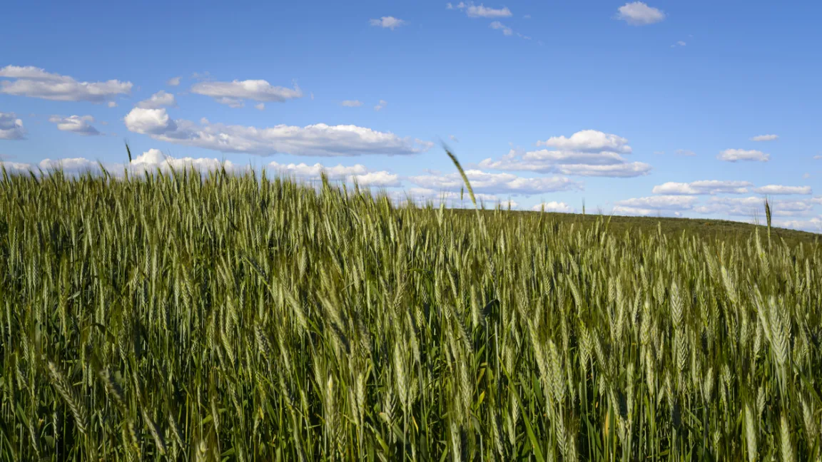 Im Jahr 2022 wurden fünf heimische Sortenschätze neu in die Rote Liste gefährdeter Nutzpflanzen aufgenommen, darunter vier Getreidesorten. Foto: iStock