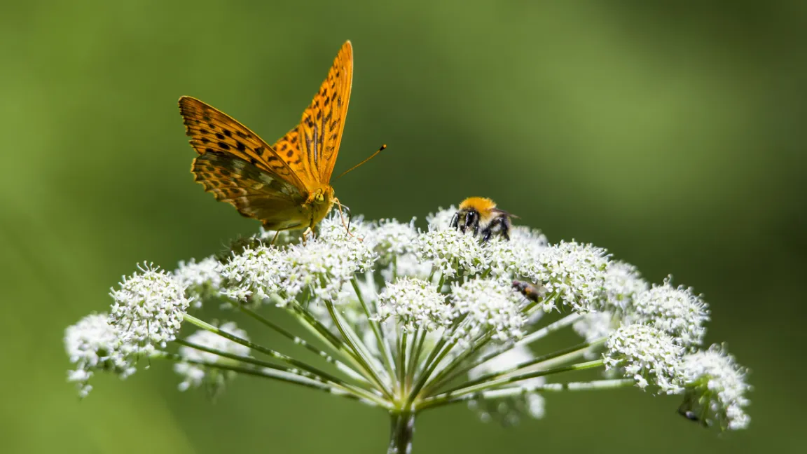 Gärten leisten einen wichtigen Beitrag zur Förderung der biologischen Vielfalt. Foto: iStock