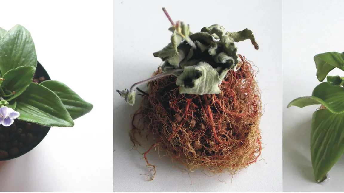 Die Wiederauferstehungspflanze Craterostigma plantagineum in bewässertem Zustand (links), ausgetrocknet (Mitte) und dann “wiederbelebt” (rechts). Foto: AG Bartels/Uni Bonn