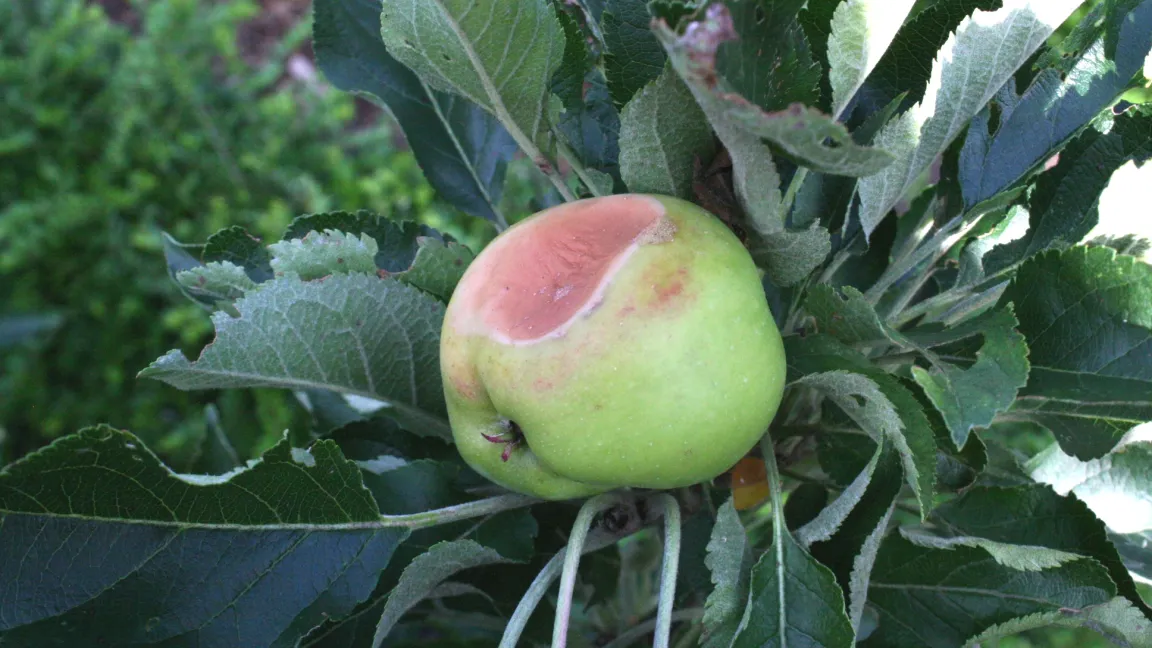 Sonnenbrand an einem Apfel: Hier ist die Seite der Frucht, die der Sonne am stärksten ausgesetzt war, verbräunt. Foto: Heinrich Beltz