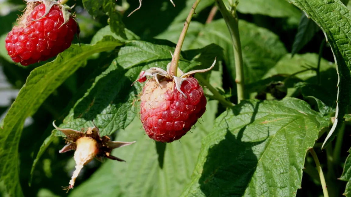 Himbeeren sind besonders empfindlich gegen Sonneinstrahlung. Foto: Heinrich Beltz