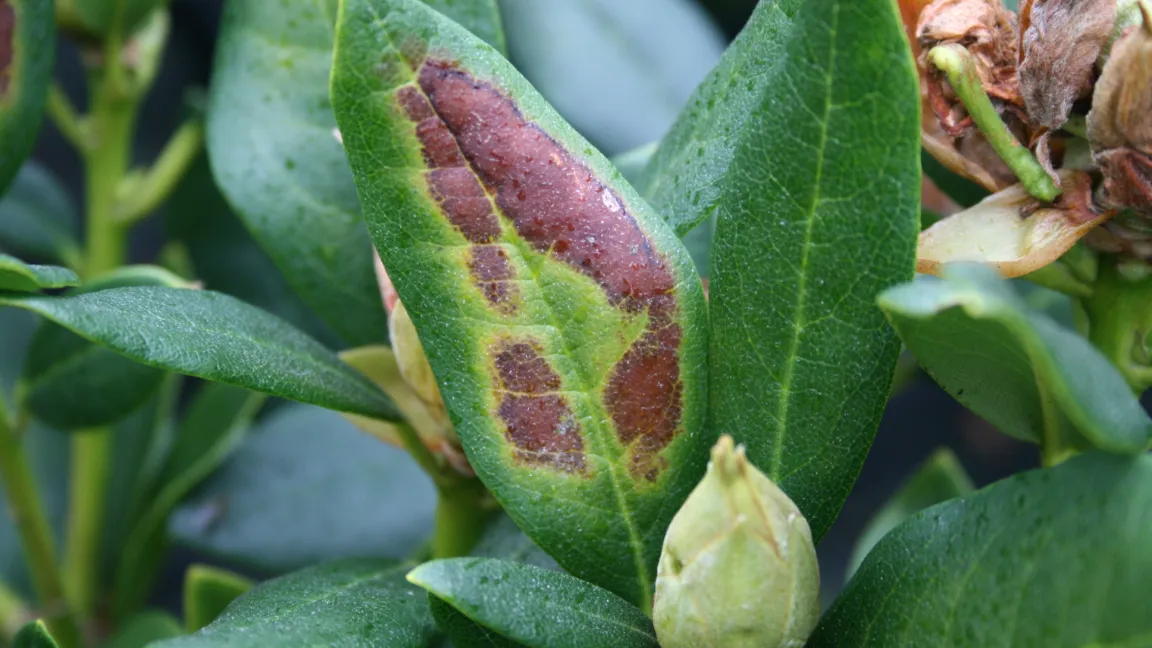 Die Blätter von Rhododendron können leicht unter Sonnenbrand leiden, sodass sie gelblich werden oder das Gewebe sogar abstirbt. Foto: Heinrich Beltz