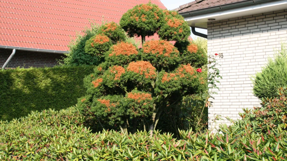 Eiben können ebenfalls unter Sonnenbrand leiden, besonders nach dem Schnitt. Foto: Heinrich Beltz