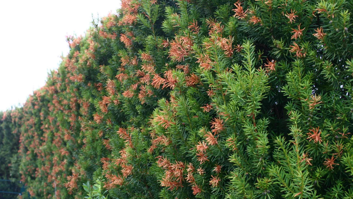 An Eiben sterben nach starker Hitze manchmal die Triebspitzen ab, wie an dieser Hecke. Foto: Heinrich Beltz