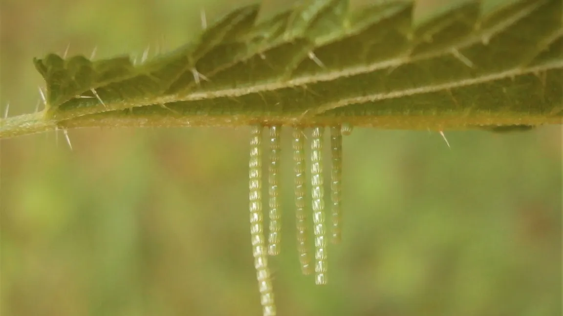 Das Landkärtchen befestigt seine Eier in mehreren kurzen Schnüren, die wie umgedrehte Türmchen aussehen, an der Unterseite von Blättern der Großen Brennnessel. Foto: Senckenberg/Schmitt