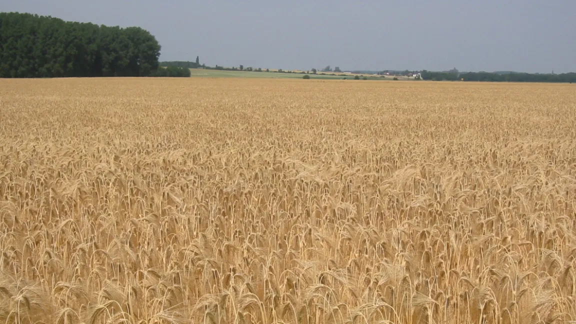 Dank bedarfsgerechter Düngung entwickeln sich gleichmäßig abreifende Getreidebestände. Sie können einfacher geerntet werden. Die Trocknungskosten sinken. Foto: Matthias Wiedenau
