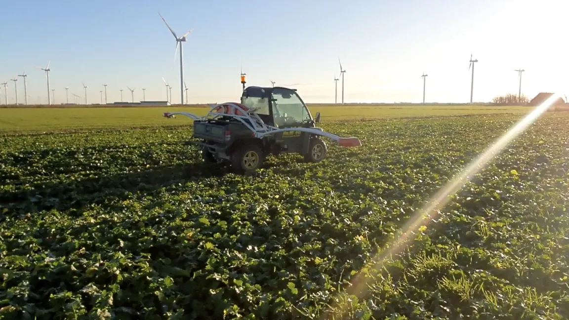 Raps wird häufig bereits im Herbst gescannt, um die Stickstoffaufnahme zu erfassen. Mit den Ergebnissen kann die Frühjahrsdüngung sehr gezielt bemessen werden. Foto: Matthias Wiedenau
