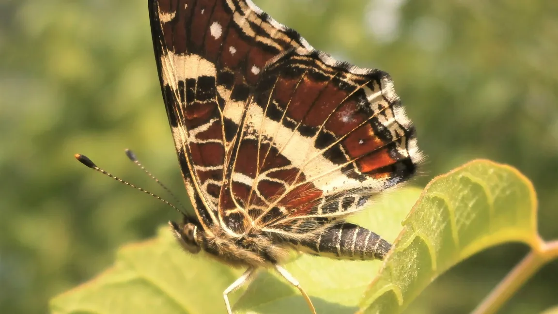 Seine Flügelunterseite erinnert an eine Landkarte, was dem Landkärtchen seinen deutschen Namen eingebracht hat. Foto: Senckenberg/Schmitt
