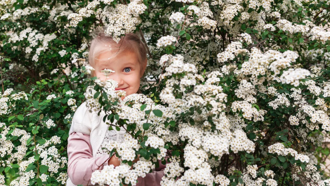 Der Spierstrauch ist ein gutes Versteck. Die Zweige eignen sich für kleine Blumenkränze. Foto: Shutterstock