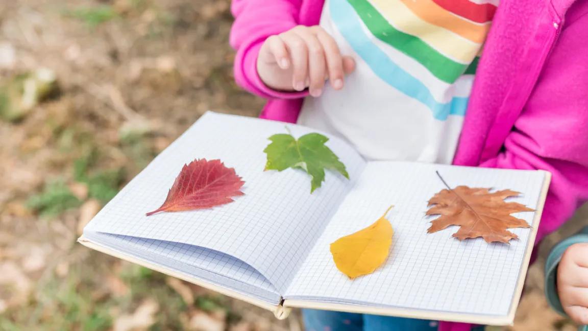 Bunte Blätter sind ideal zum Basteln. Foto: Shutterstock