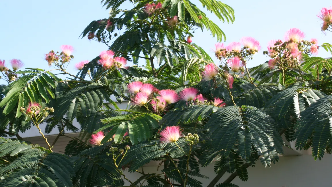 Die Blüten mit den auffällig gefärbten Staubgefäßen sind pomponförmig und duften leicht. Foto: Heinrich Beltz