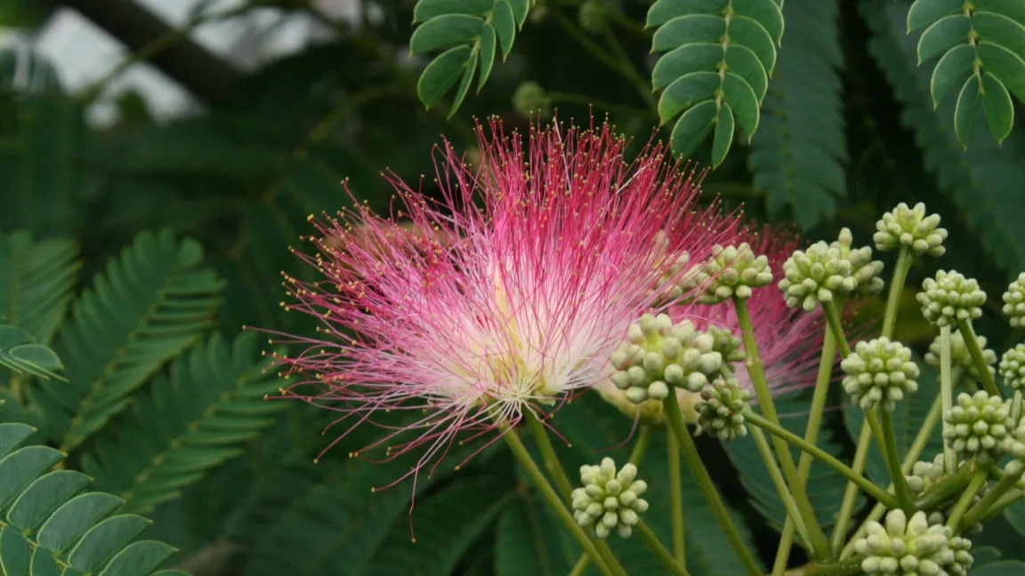 Die Seidenakazie Albizia julibrissin verleiht dem Garten ein mediterranes Flair. Foto: Heinrich Beltz