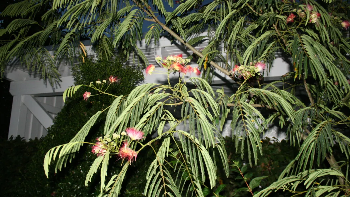 Nachts falten die Pflanzen ihre Blätter zusammen. Foto: Heinrich Beltz