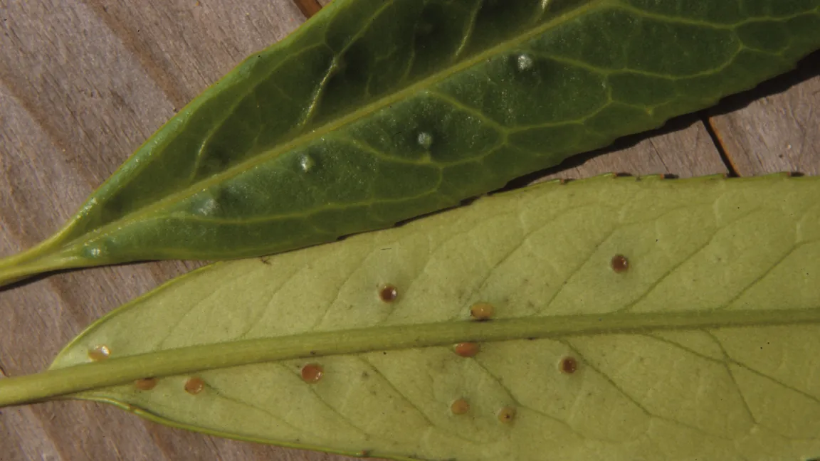 Meist befinden sich an den Blättern von Lorbeerkirschen vier Nektardrüsen. Manchmal sind es aber auch deutlich mehr, wie an dieser Pflanze zu sehen ist. Foto: Heinrich Beltz