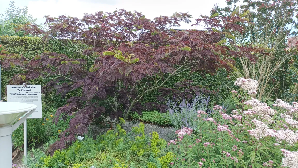 Sorten wie 'Evey's Pride' und 'Summer Chocolate' haben braunrotes Laub. Foto: Heinrich Beltz