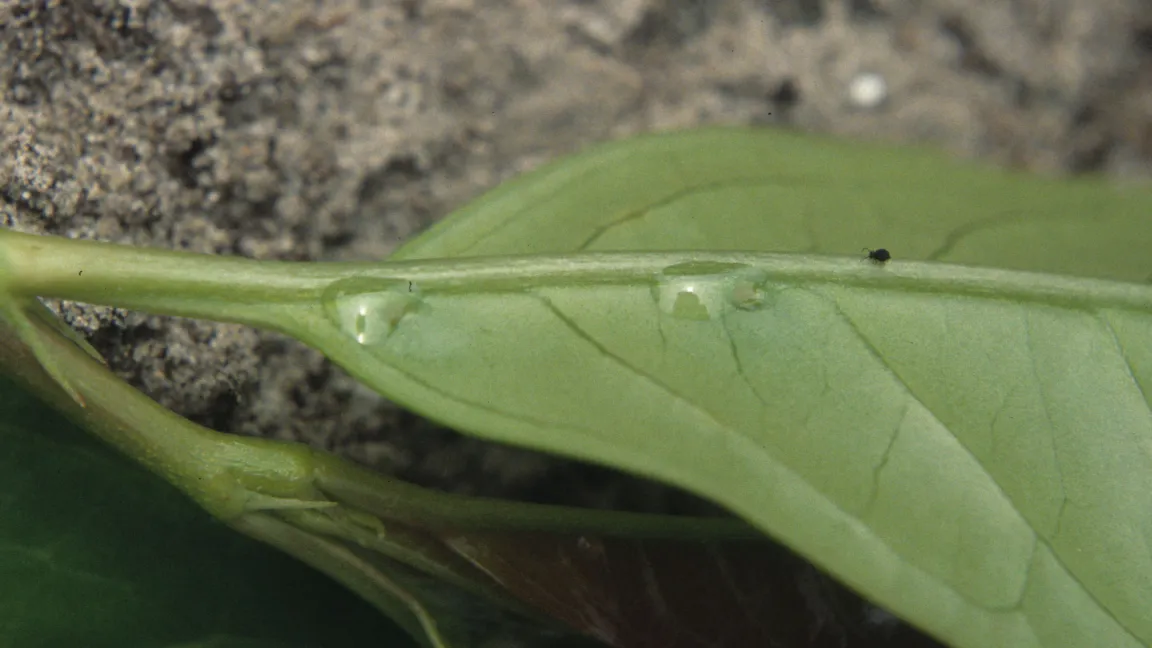 Die Nektardrüsen bilden einen zuckerhaltigen Saft. Foto: Heinrich Beltz