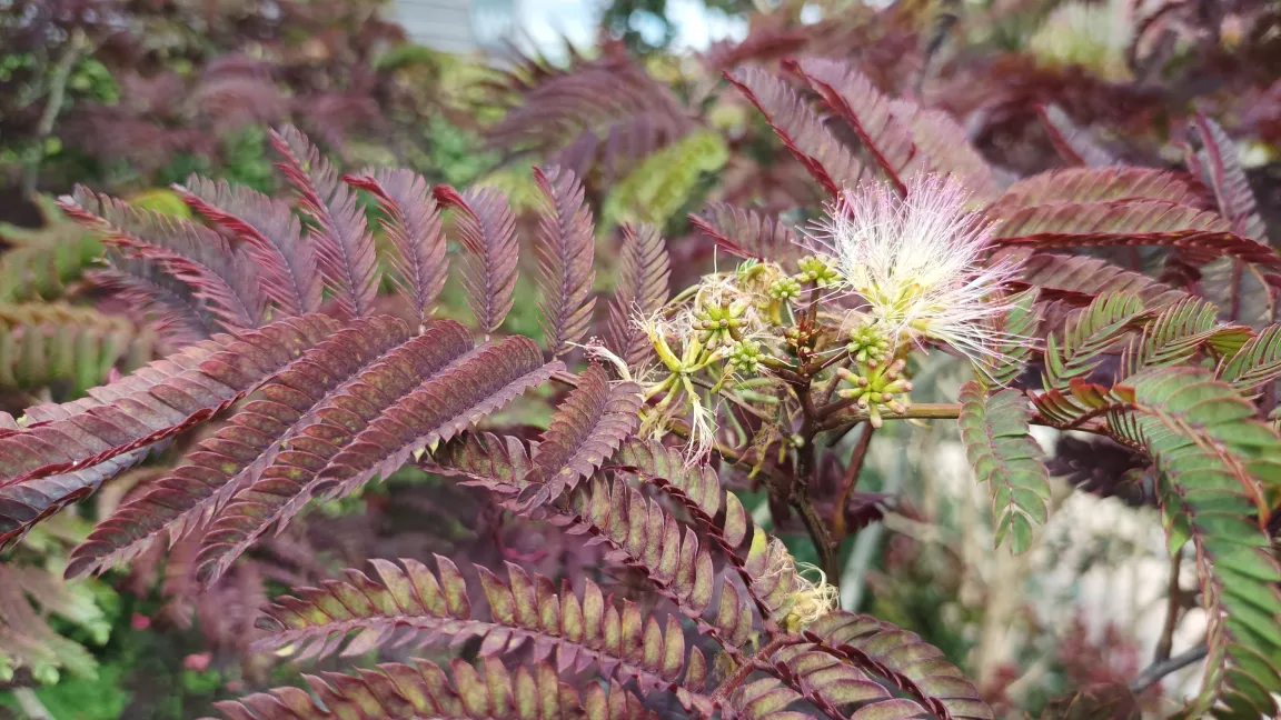 Bei den rotlaubigen Sorten sind die Blüten wegen des fehlenden Kontrasts weniger auffällig als bei den grünlaubigen. Foto: Heinrich Beltz