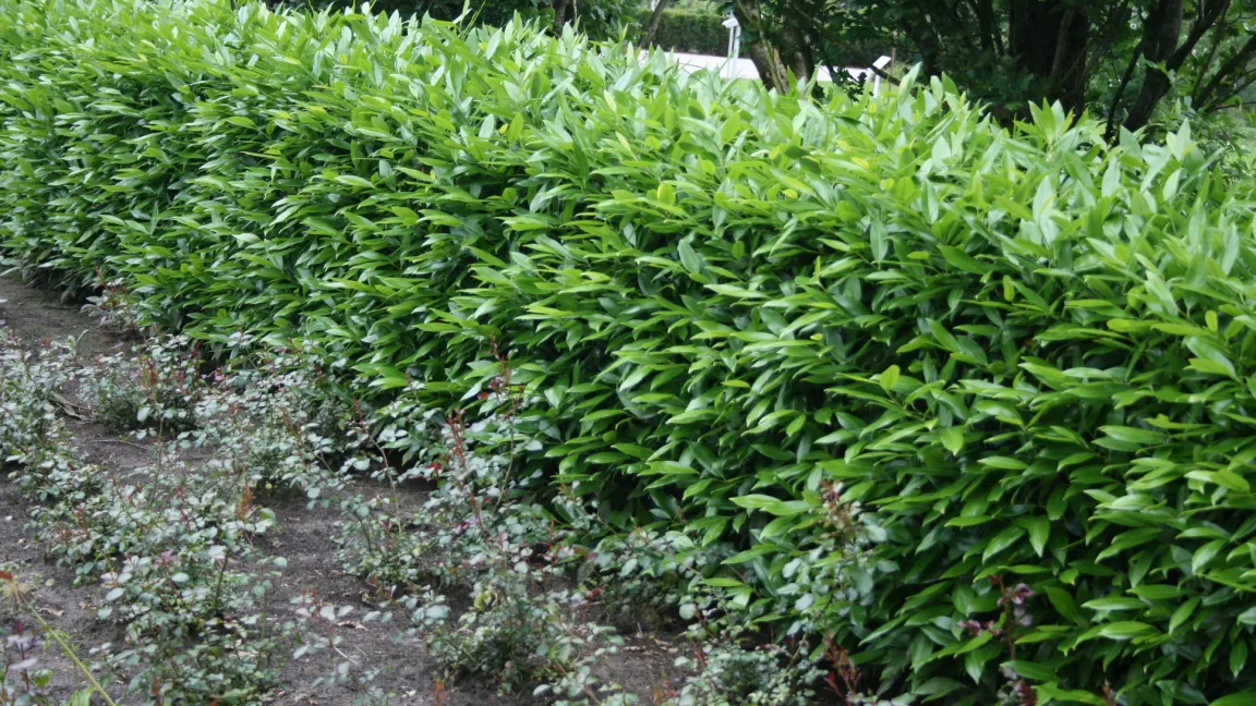 Auch Lorbeerkirschen, die zum Beispiel in Hecken wegen des starken Schnitts keine Blüten bilden, können mit ihren extrafloralen Nektarien vielen Insekten Nahrung bieten. Foto: Heinrich Beltz