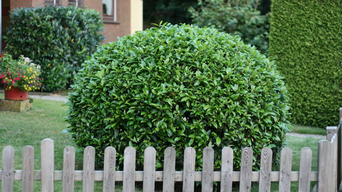 In solchen geschnittenen Lorbeerkirschen wimmelt es im Sommer von Insekten. Foto: Heinrich Beltz
 