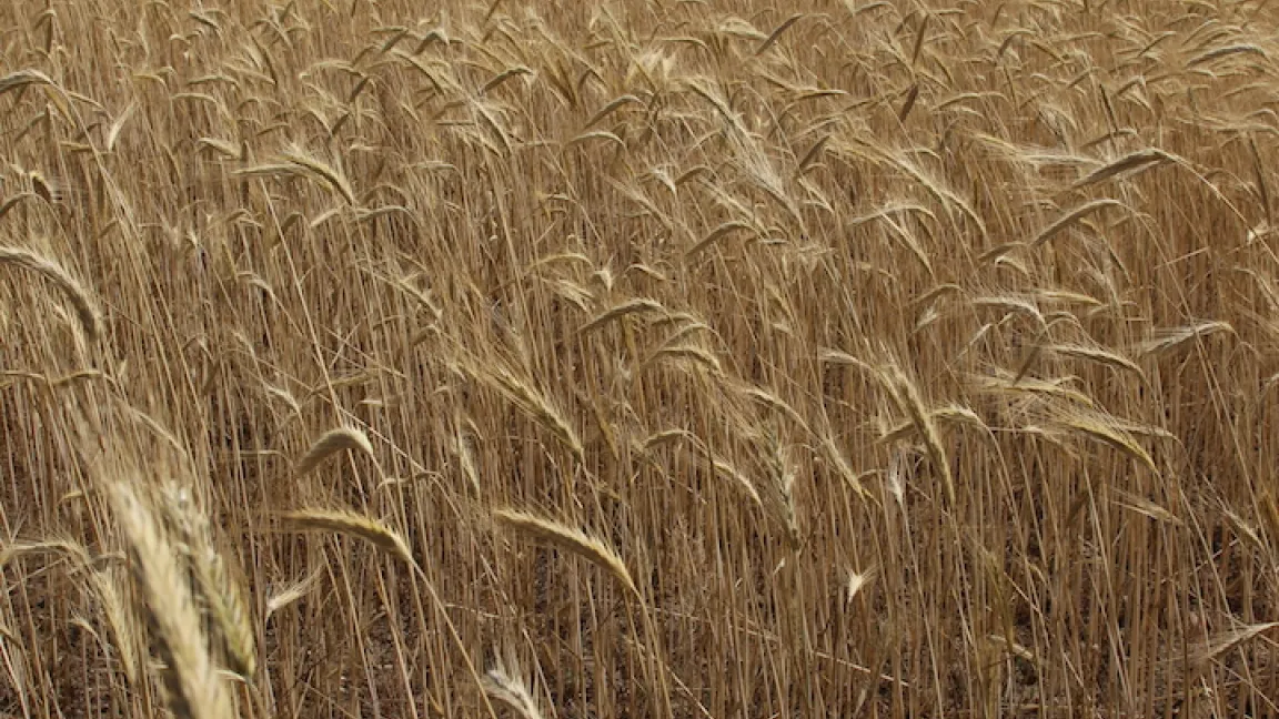 Hier sind bestimmt viele Ultraschall-Hilferufe zu hören gewesen... Foto: Catrin Hahn