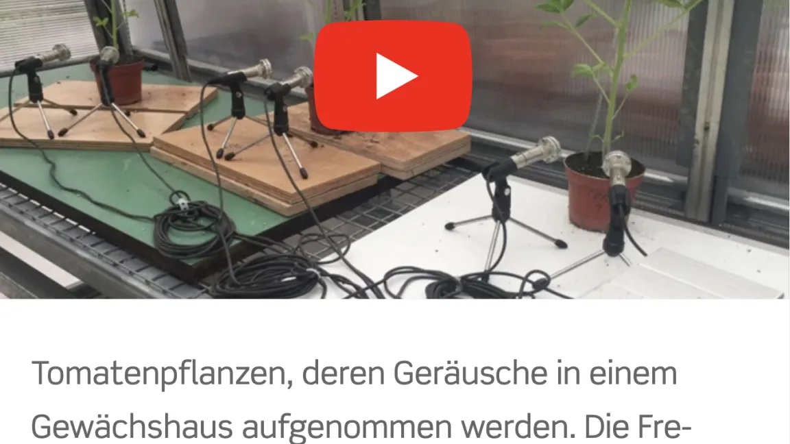 In einem Video kann man sich die Beschwerde einer durstigen Tomate anhören. Quelle: pflanzenforschung.de