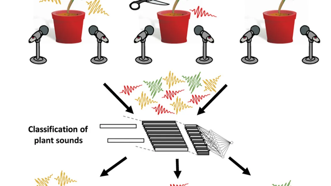 Die israelischen Forscher nahmen Töne von gesunden, durstigen oder beschnittenen Pflanzen auf und konnten die Art der „Rufe“ später zuordnen. Foto: pflanzenforschung.de
