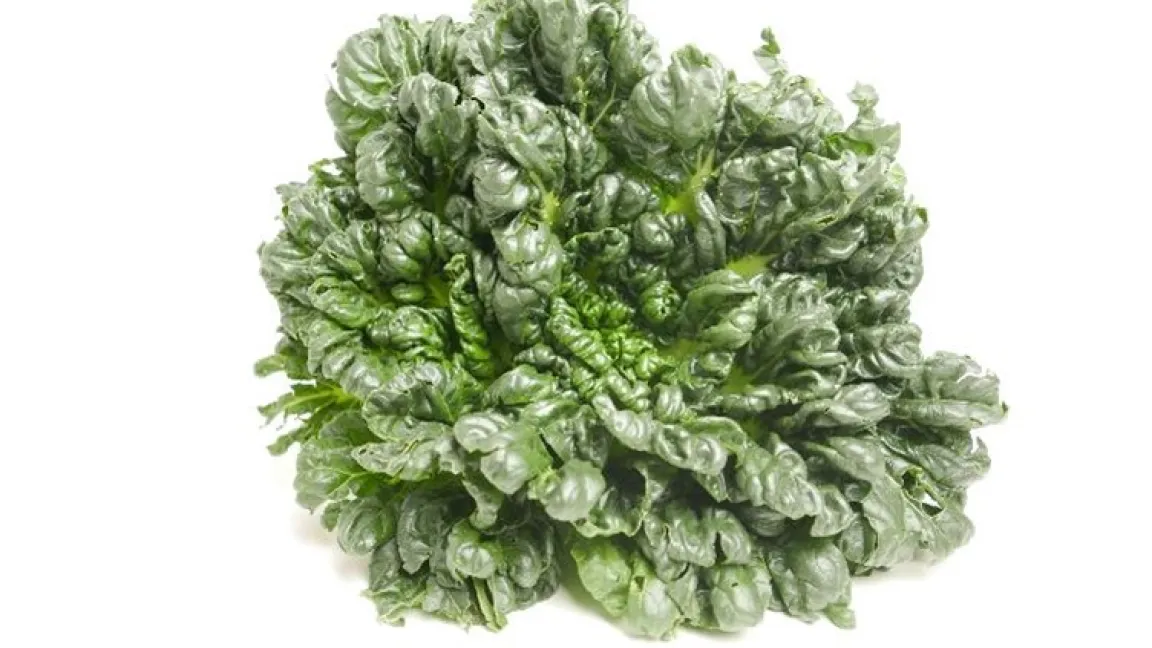 Tatsoi ist ein sehr schmackhafter asiatischer Blattkohl. Foto: Melanie Kirk-Mechtel