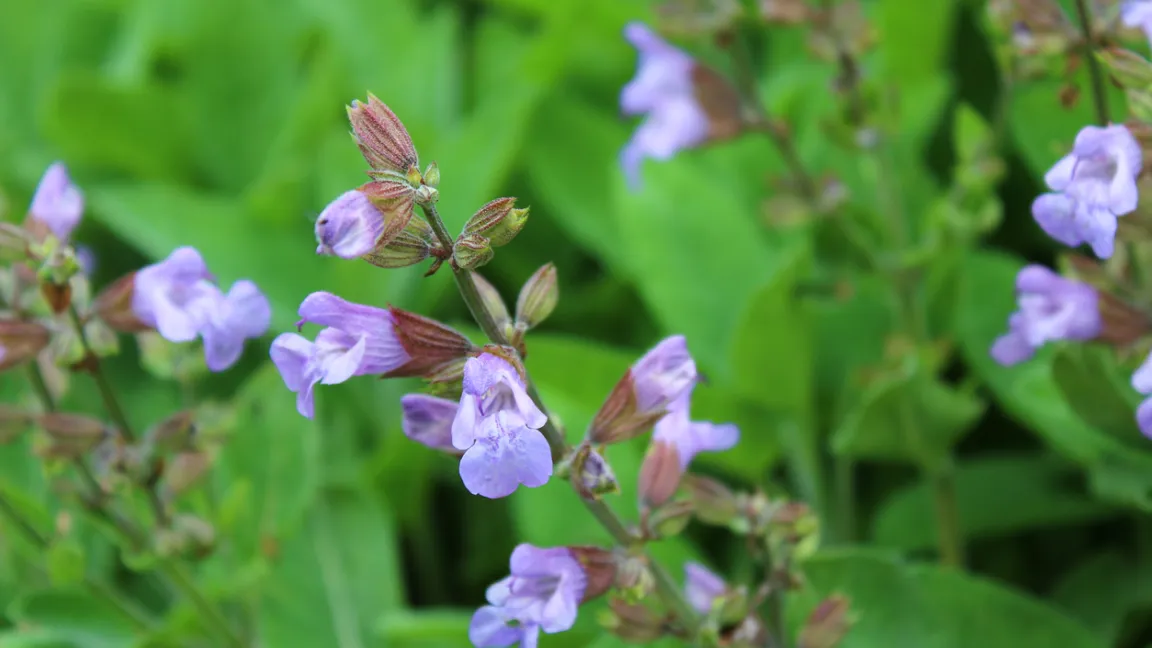 Die dekorativen Blütenstände des Salbeis setzen sich aus vielen quirlig angeordneten rosa bis violetten Einzelblüten zusammen und sind eine gute Nektarquelle für Bienen, Hummeln und andere Bestäuber. Foto: iStock