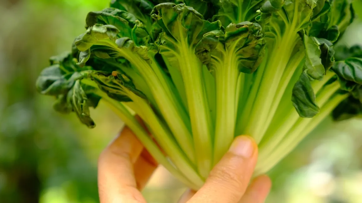 Sowohl die dunkelgrünen Blätter als auch die weißen Stiele werden als Gemüse genutzt. Foto: Shutterstock
