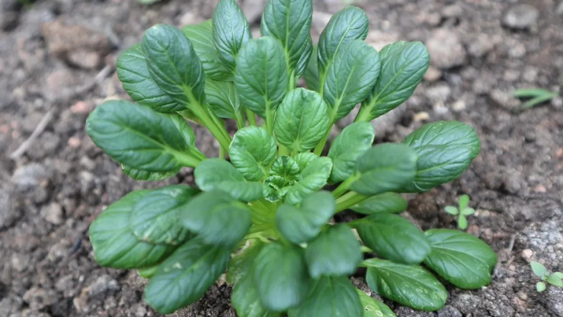 Tatsoi kann auch hierzulande problemlos im Garten angebaut werden. Foto: Shutterstock