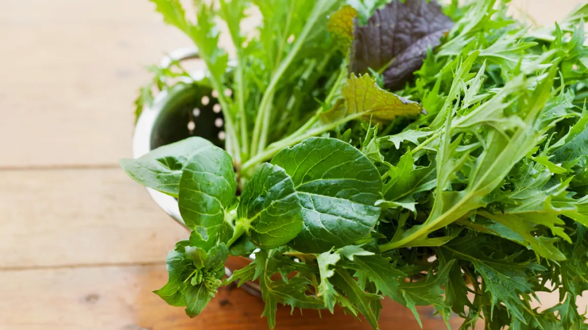 Die jungen Tatsoi-Blätter sind häufig in asiatischen Salatmischungen enthalten. Foto: Shutterstock