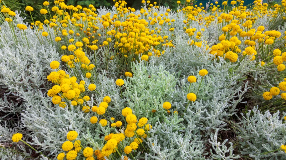 Typisch für Zypressenkraut sind die filzig behaarten, fiedrigen Blätter und die gelben Körbchenblüten. Foto: Shutterstock
