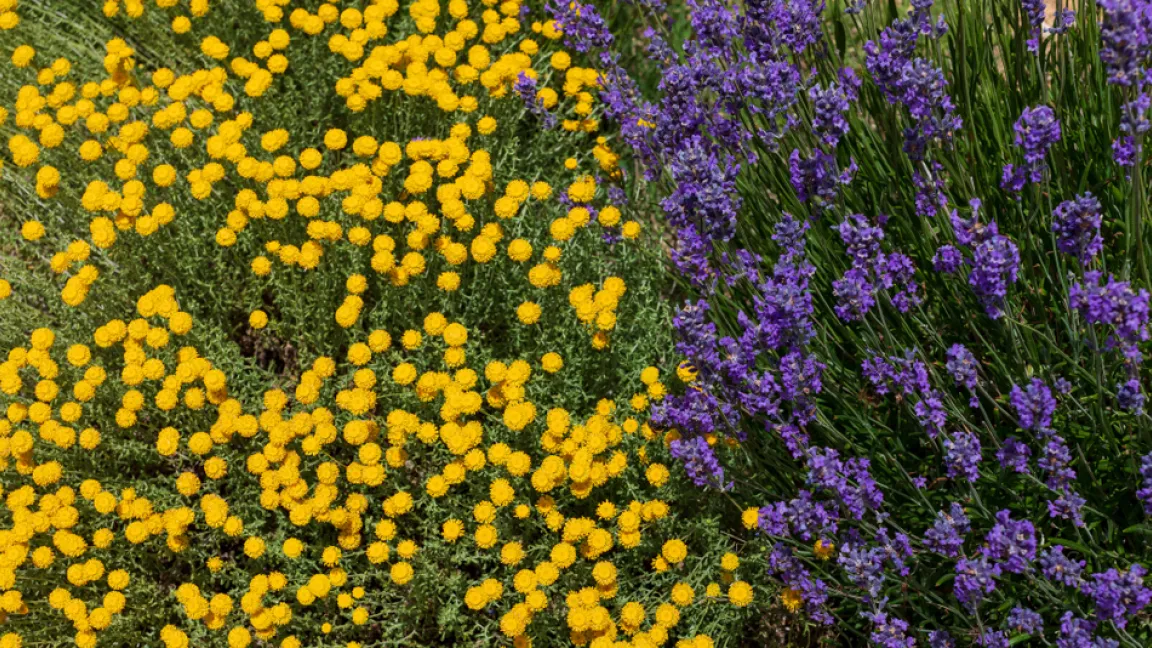 Eine Kombination mit Lavendel ist besonders schön. Foto: Shutterstock