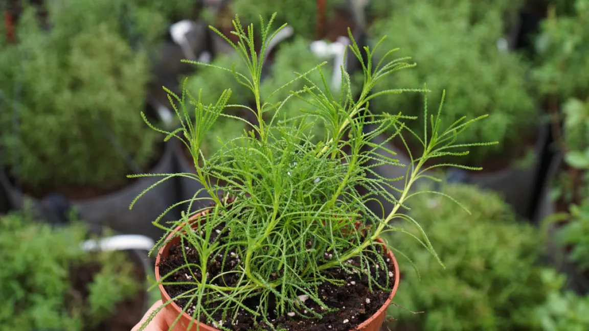 Zypressenkraut wird als Topfpflanze am besten im Frühjahr gepflanzt. Foto: Shutterstock