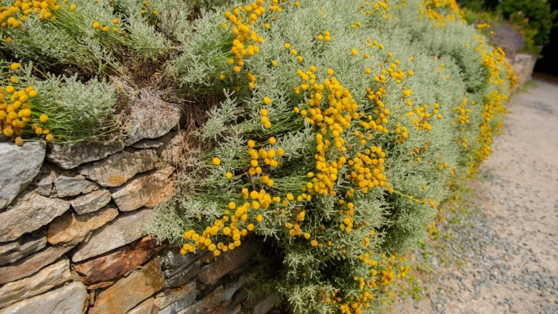Wegen seiner Trockenheitstoleranz ist Zypressenkraut auch bestens für Trockenmauern und Steingärten geeignet. Foto: Shutterstock