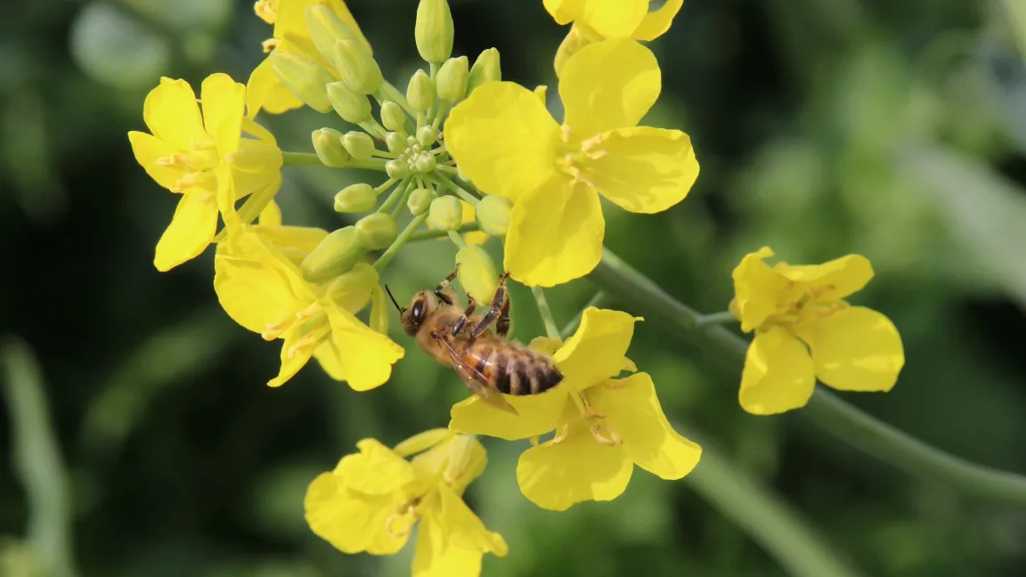 Für viele Kulturpflanzen sind Bienen als Bestäuber unersetzlich. Foto: Catrin Hahn