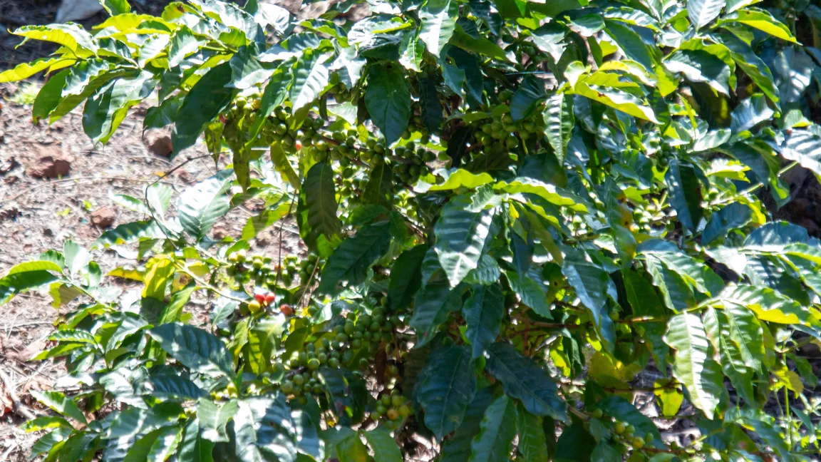Kaffeesträucher werden aus Samen oder Stecklingen gezogen und nach drei bis vier Jahren erstmalig beerntet. Zwischen zehn und 20 Jahren fällt der Ertrag wieder ab. Zur Vereinfachung der Ernte werden die Sträucher auf etwa 2 Meter Höhe gestutzt. Foto: Catrin Hahn