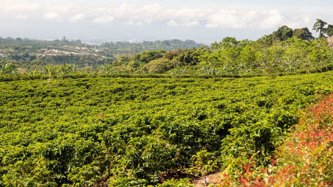 Kaffeeplantage in Costa Rica. Je nach Sorte wächst Kaffee in den Tropen bis auf 2100 Metern Höhe, ab 1000 Metern wird er als Hochlandkaffee bezeichnet. Kaffeefans können den Anbau im eigenen Gewächshaus erproben; die Temperatur sollte im Winter aber nicht unter 15 Grad Celsius sinken. Foto: Catrin Hahn